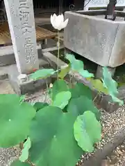 大樹寺（松安院大樹寺）(愛知県)