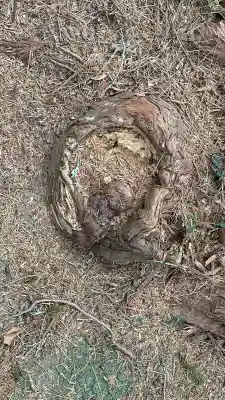 鼻節神社(宮城県)