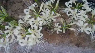願掛け寺　香林寺の自然