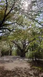相馬神社の自然(2025年05月13日(火) 13時06分58秒投稿)