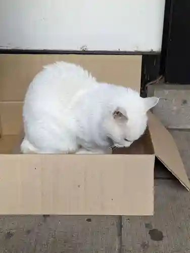 愛宕神社の動物