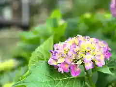 山家神社の自然