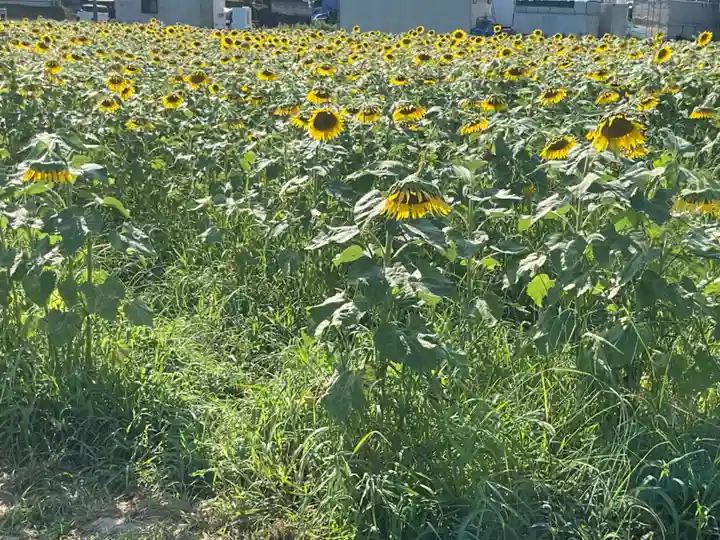 神明神社(大薮町)の周辺