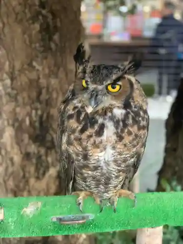 宮地嶽神社の動物