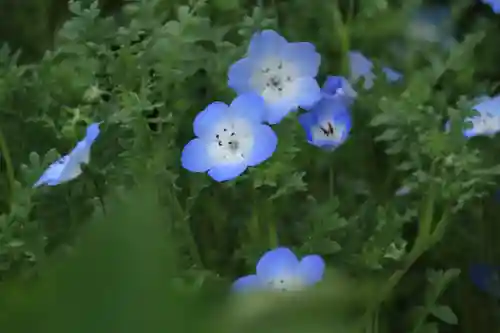大鏑神社の自然