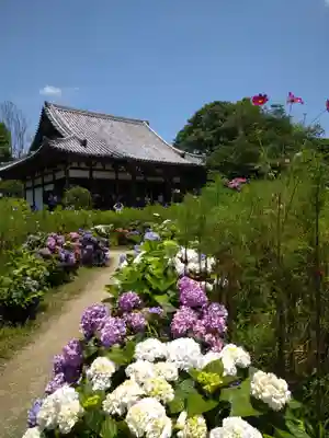 般若寺 ❁﻿コスモス寺❁(奈良県)