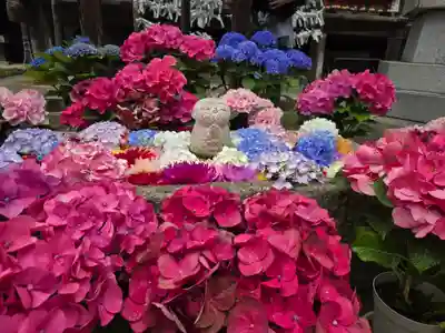 岡寺(龍蓋寺)(奈良県)