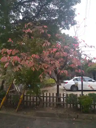 阿智神社の自然
