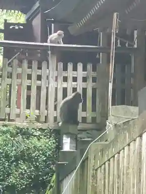 秩父若御子神社の動物