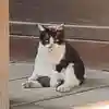 おてらねこ