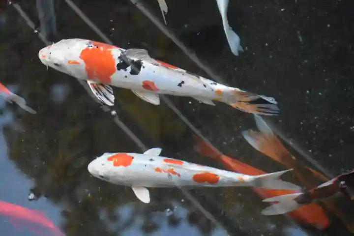 鈴鹿明神社の動物