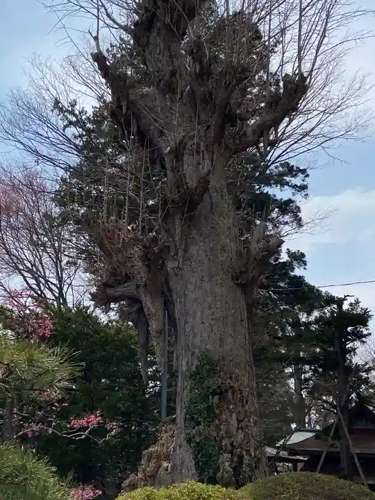 小田八幡宮の自然