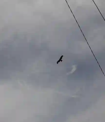 住吉神社の動物