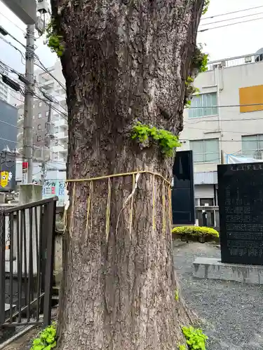 柏神社(千葉県)
