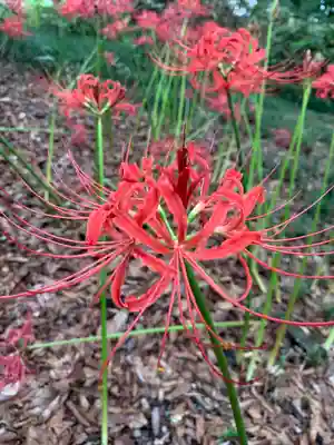 胸形神社(栃木県)