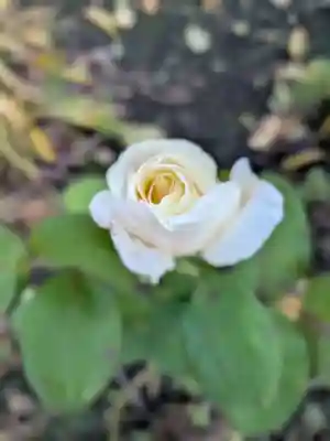 福蔵院(東京都)