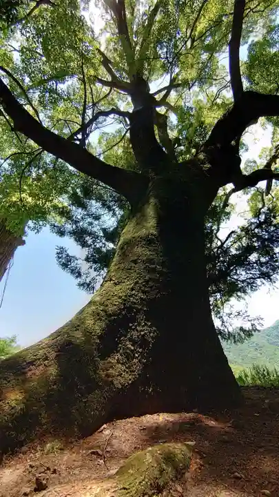 湯舟山 蓮華寺(香川県)