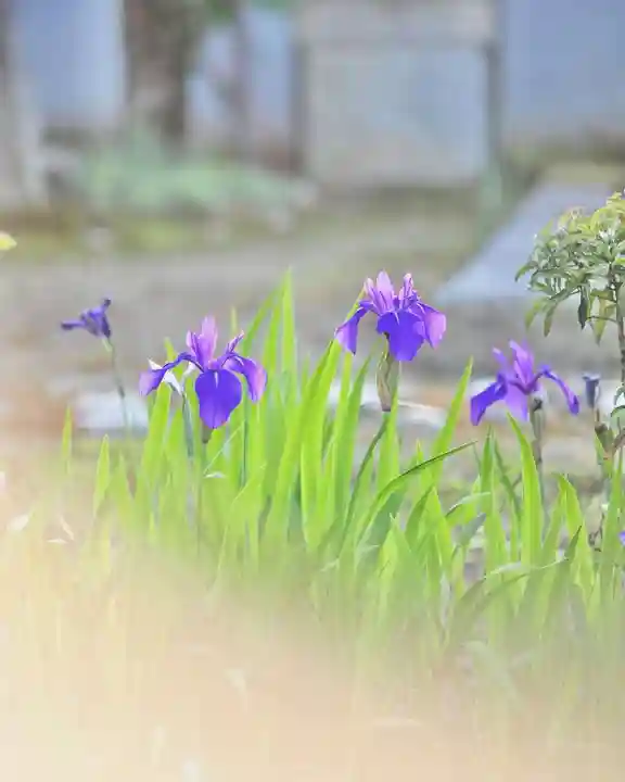 浄土寺(兵庫県)