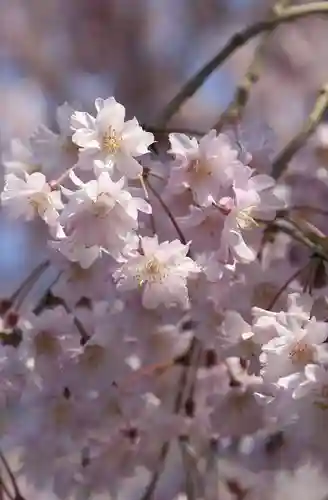 日吉大社(滋賀県)