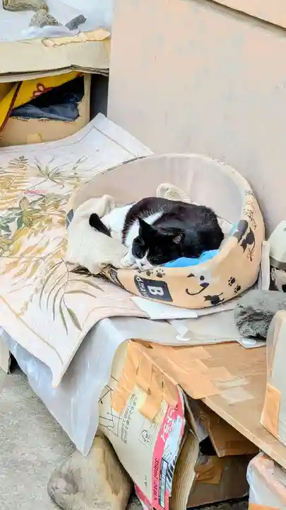 白金氷川神社の動物