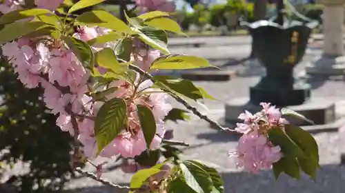 妙蓮寺の自然