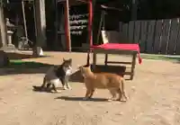 縣主神社の動物