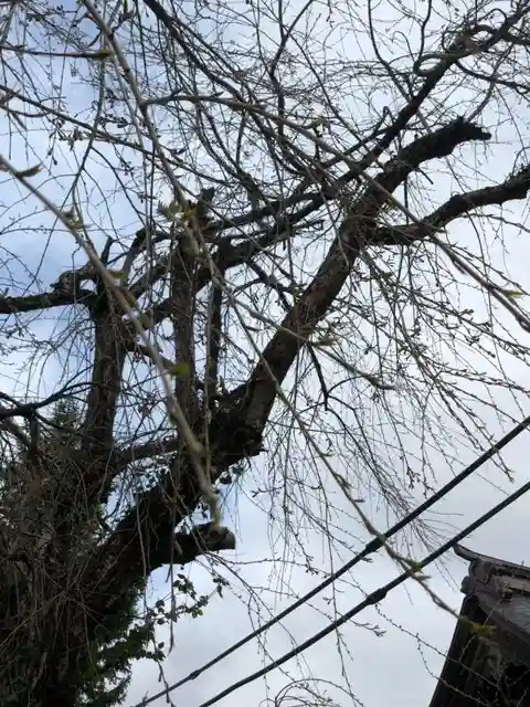 秋田諏訪宮の自然