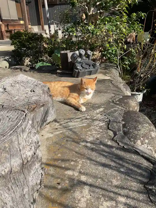 一心寺・一心禅寺の動物