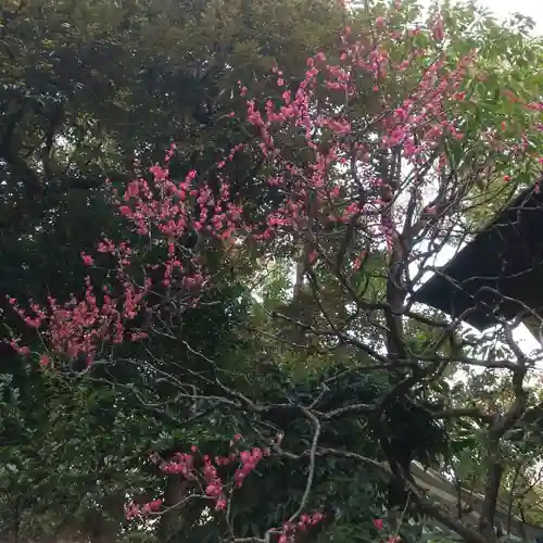 東京大神宮の自然