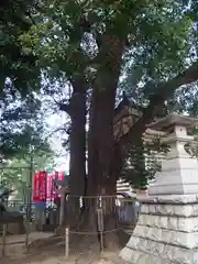 諏訪神社の自然