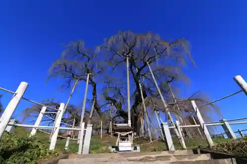 瀧桜神明宮の自然