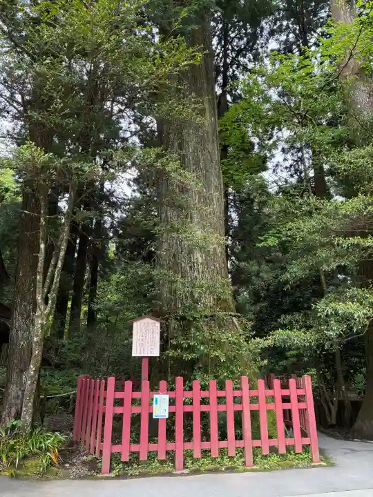 箱根神社の{uncategorized: "未分類", other: "その他", undefined: "問題あり", building: "その他建物", grave: "お墓", sacred_gate: "鳥居", guardian: "狛犬", statue: "像", buddha: "仏像", history: "歴史", nature: "自然", garden: "庭園", animal: "動物", pagoda: "塔", temizu: "手水舎", mountain_gate: "山門・神門", sanctuary: "本殿・本堂", subordinate: "末社・摂社", art: "芸術", scenery: "景色", jizo: "地蔵", ema: "絵馬", goshuin: "御朱印", omikuji: "おみくじ", items: "授与品その他", amulet: "お守り", goshuincho: "御朱印帳", eats: "食事", festival: "お祭り", votive_dance: "神楽", shichigosan: "七五三参", wedding: "結婚式", experience: "体験その他", initially: "初詣", around: "周辺", anti_infection: "感染症対策"}