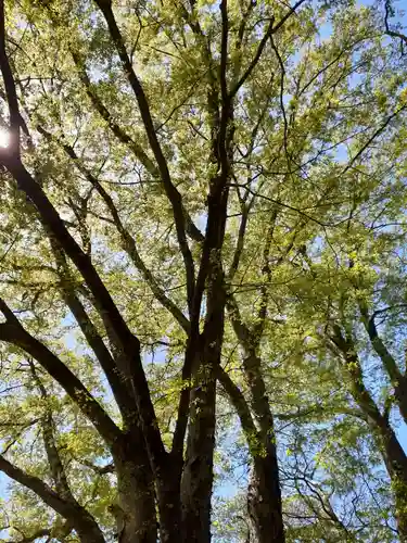 愛宕神社の自然