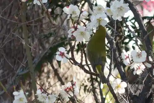 菅原天満宮（菅原神社）(奈良県)