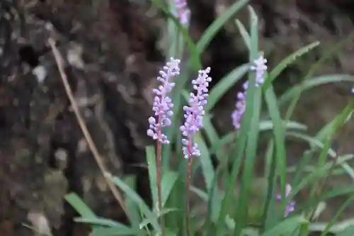 開成山大神宮の自然
