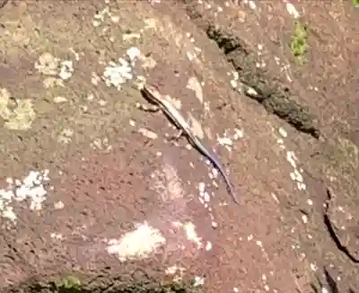 徳善院明王密寺(福島県)