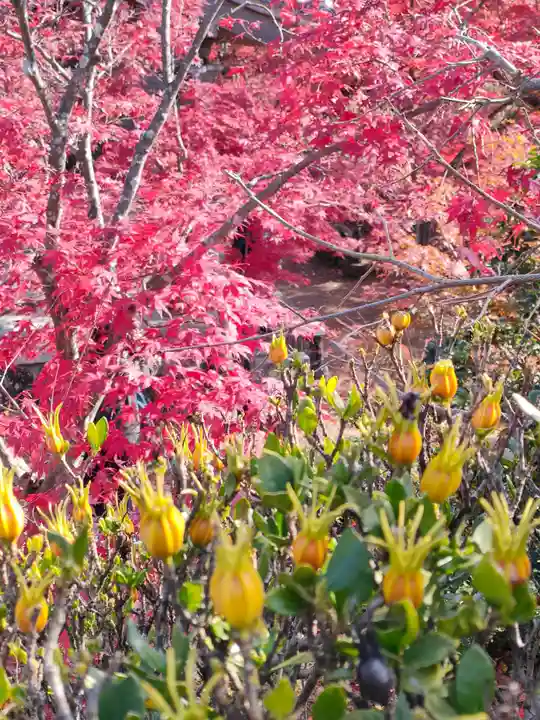 犬山寂光院の自然