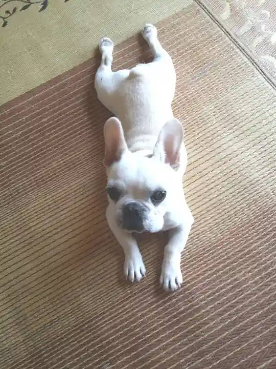 佐助稲荷神社の動物