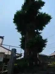 大明神社の自然