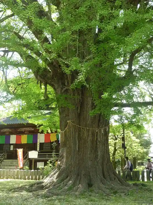 鑁阿寺(栃木県)