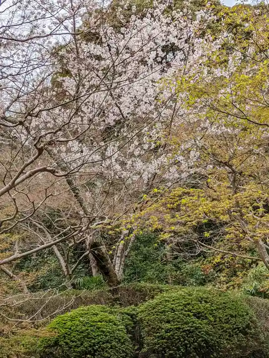 勝持寺(花の寺)(京都府)