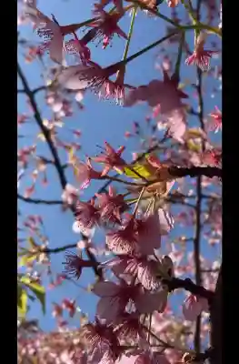 桜神宮の{uncategorized: "未分類", other: "その他", undefined: "問題あり", building: "その他建物", grave: "お墓", sacred_gate: "鳥居", guardian: "狛犬", statue: "像", buddha: "仏像", history: "歴史", nature: "自然", garden: "庭園", animal: "動物", pagoda: "塔", temizu: "手水舎", mountain_gate: "山門・神門", sanctuary: "本殿・本堂", subordinate: "末社・摂社", art: "芸術", scenery: "景色", jizo: "地蔵", ema: "絵馬", goshuin: "御朱印", omikuji: "おみくじ", items: "授与品その他", amulet: "お守り", goshuincho: "御朱印帳", eats: "食事", festival: "お祭り", votive_dance: "神楽", shichigosan: "七五三参", wedding: "結婚式", experience: "体験その他", initially: "初詣", around: "周辺", anti_infection: "感染症対策"}