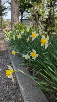 新琴似神社(北海道)