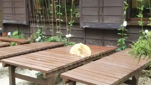 江島神社の動物