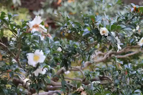 隨心院（随心院）の自然
