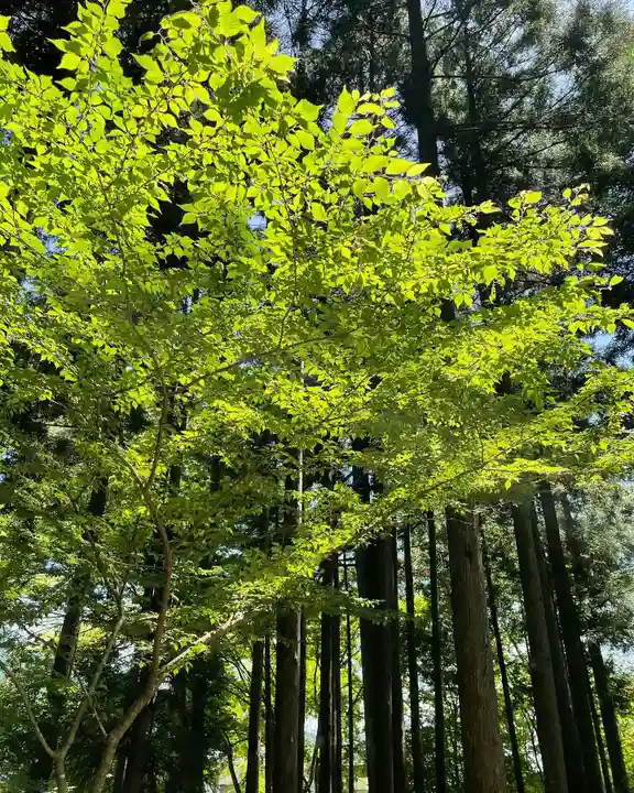 富士山東口本宮 冨士浅間神社の自然