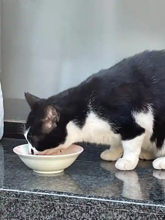 白金氷川神社(東京都)