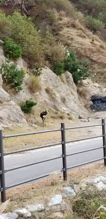 金華山黄金山神社の動物