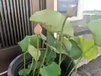 雨竜 専福寺の庭園