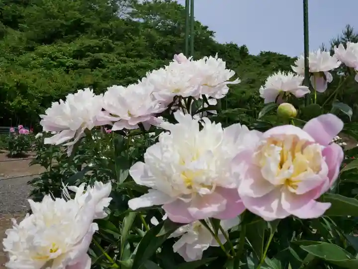 金蛇水神社(宮城県)